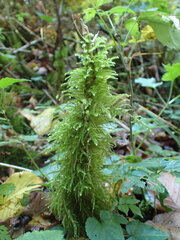 Eurhynchium