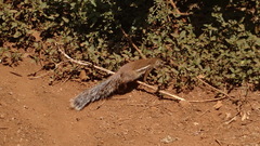 Euxerus erythropus