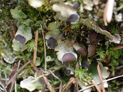Peltigera venosa