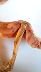 Entoloma conferendum