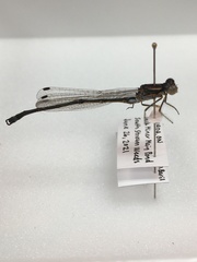 Lestidae