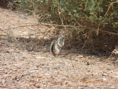 Ammospermophilus leucurus