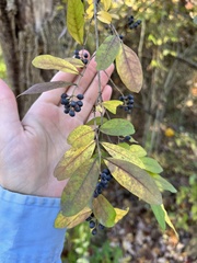 Ligustrum obtusifolium