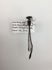 Lestidae