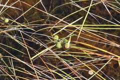 Sparganium hyperboreum