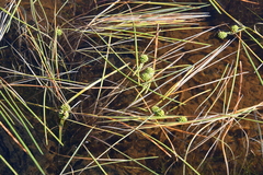 Sparganium hyperboreum