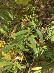 Hypericum prolificum