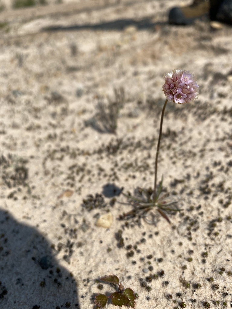 Armeria maritima, Athabasca Sand Dunes Provincial Park, Division #18, Unorganized, SK, CA