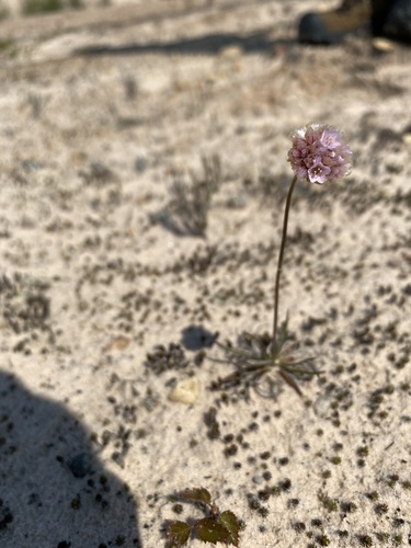 California Seathrift