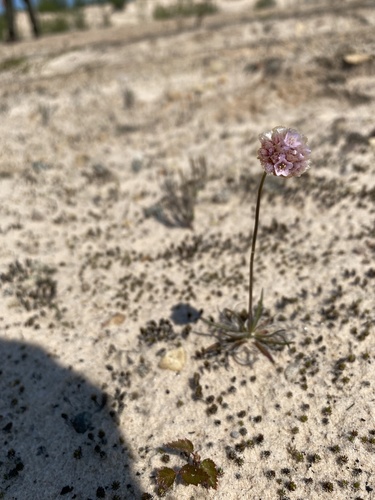 Armeria maritima
