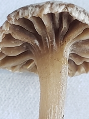 Asterophora parasitica