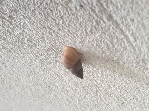 Brown Cone