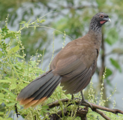 Ortalis poliocephala