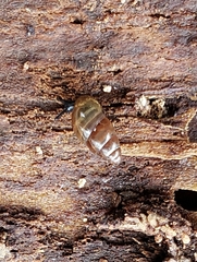 Cochlicopa lubrica