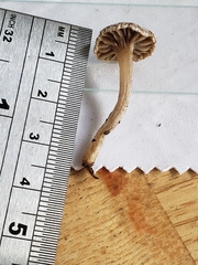 Asterophora parasitica
