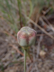 Fritillaria pudica