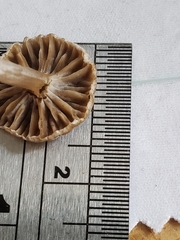 Asterophora parasitica