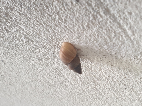 Brown Cone