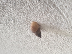 Bulimulus unicolor