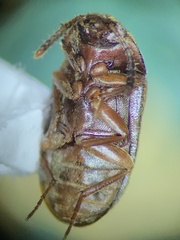 Mycetophagus