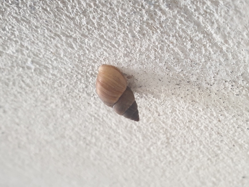 Brown Cone
