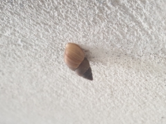 Bulimulus unicolor