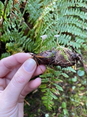 Strobilurus trullisatus