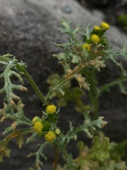 Puccinia lagenophorae