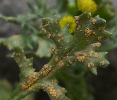 Puccinia lagenophorae