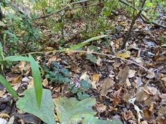 Chasmanthium latifolium