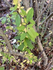 Ligustrum obtusifolium