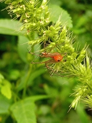 Oxyopes macilentus