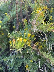 Limbarda crithmoides