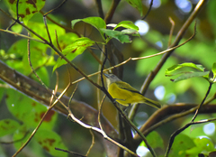 Loriotus luctuosus
