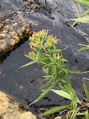 Canadanthus modestus
