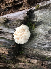 Hericium erinaceus