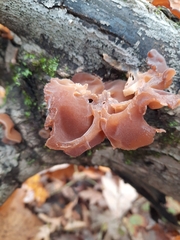 Auricularia