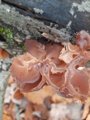 Auricularia