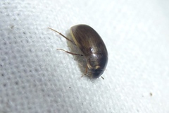 Enochrus