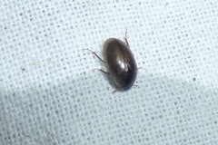 Enochrus
