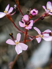 Stylidium