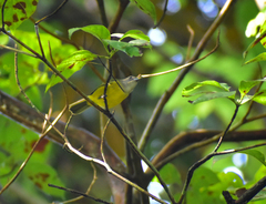 Loriotus luctuosus
