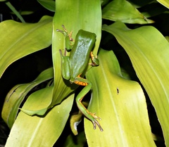 Hidden Walking Leaf Frog photo 2