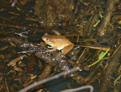 Dendropsophus minutus