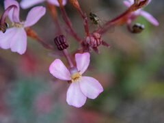 Stylidium