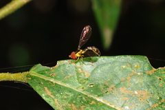 Nuntianus