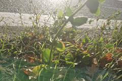 Atriplex micrantha