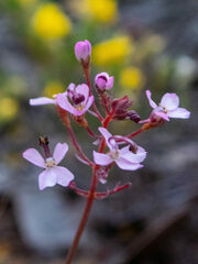Stylidium