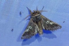 Diloba caeruleocephala