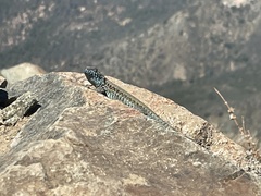 Liolaemus nigroviridis